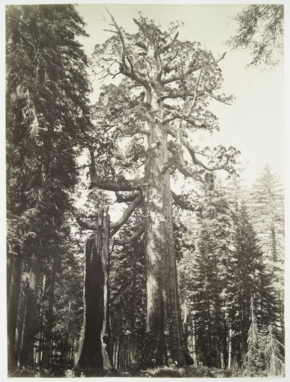 The Grizzly Giant and Mariposa Grove, 33 ft. diam.