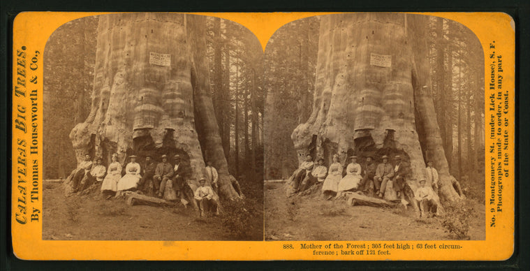 Mother of the Forest ; 305 feet high ; 63 feet circumference ; bark off 121 feet.