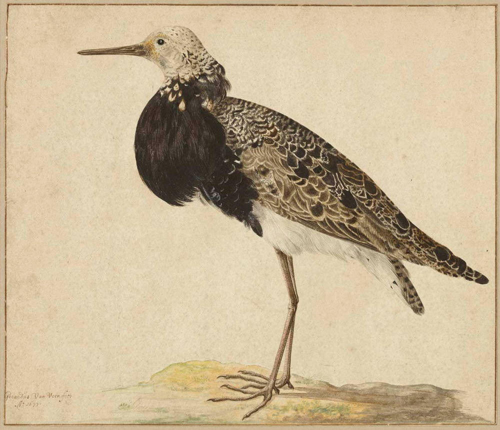 Standing Ruff Gm-00015901