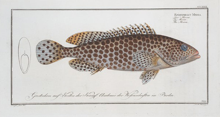 Epinephelus Merra, The Merra.
