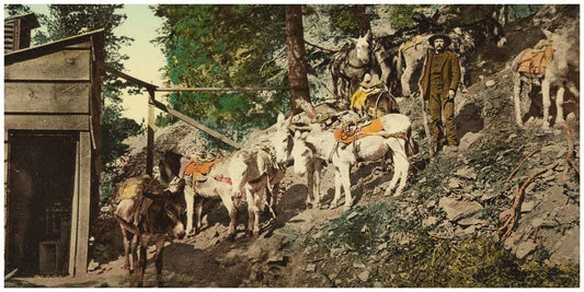 Colorado. Burros at silver mine 0400-2635
