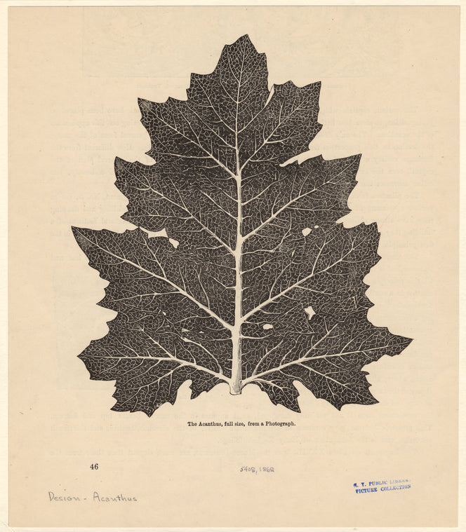 The acanthus, full size, from a photograph