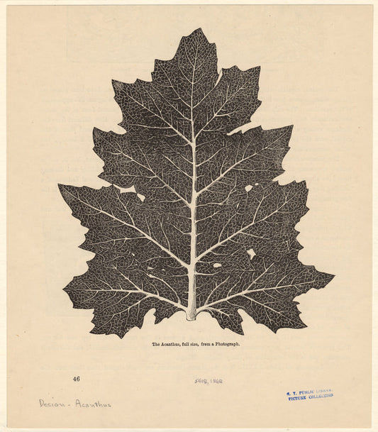 The acanthus, full size, from a photograph