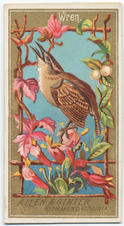 Wren.