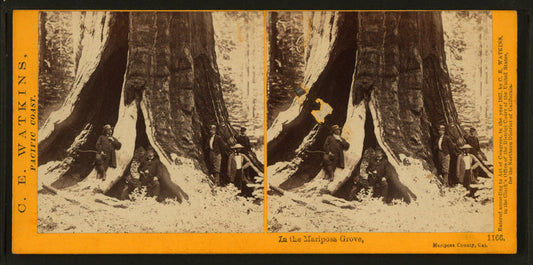 In the Mariposa Grove, Mariposa County, Cal.