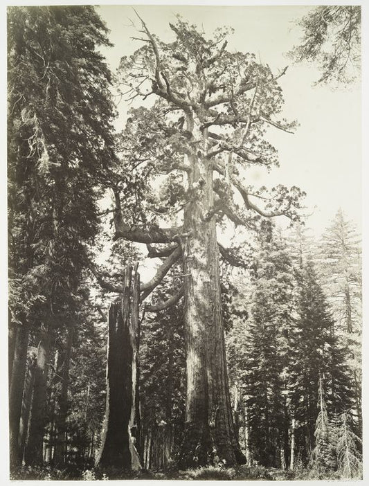 The Grizzly Giant and Mariposa Grove, 33 ft. diam.
