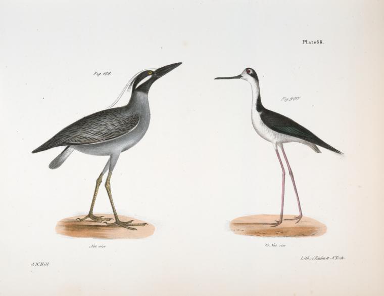 199. The Yellow-crowned Night Heron (Ardea violacea). 200. The Lawyer (Himantopus nigricollis).