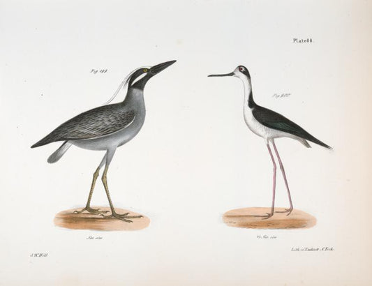 199. The Yellow-crowned Night Heron (Ardea violacea). 200. The Lawyer (Himantopus nigricollis).