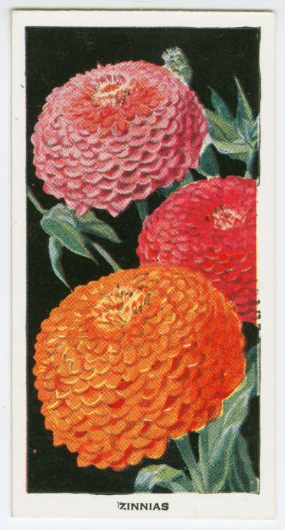 Zinnias.