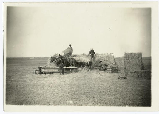Horse drawn hay piling