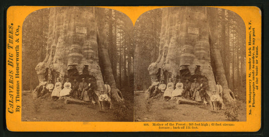 Mother of the Forest ; 305 feet high ; 63 feet circumference ; bark off 121 feet.