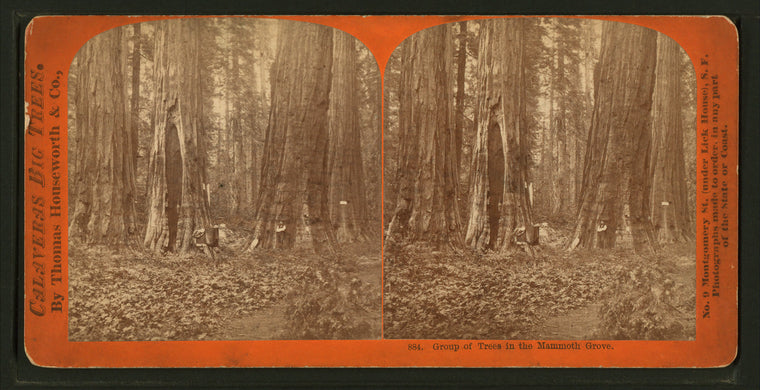 Group of Trees in the Mammoth Grove.
