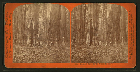 Group of Trees in the Mammoth Grove.