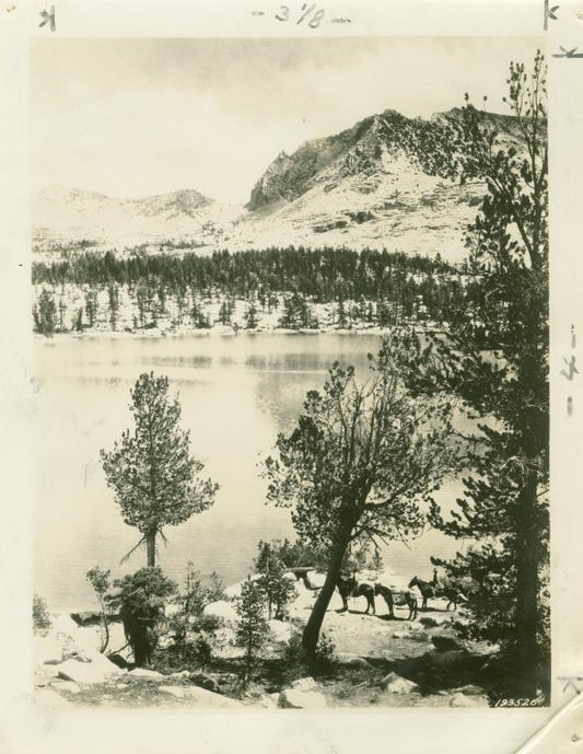 Horses at unidentified body of water