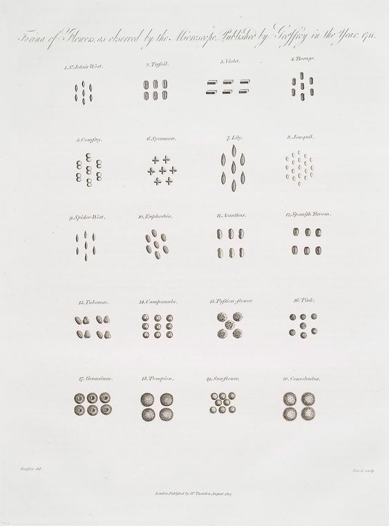 Farina of flowers as observed by microscope, published by Geoffroy in the year 1711.