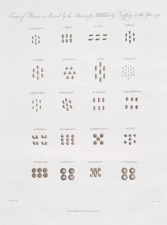Farina of flowers as observed by microscope, published by Geoffroy in the year 1711.