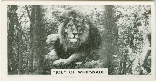 Joe" of Whipsnade.