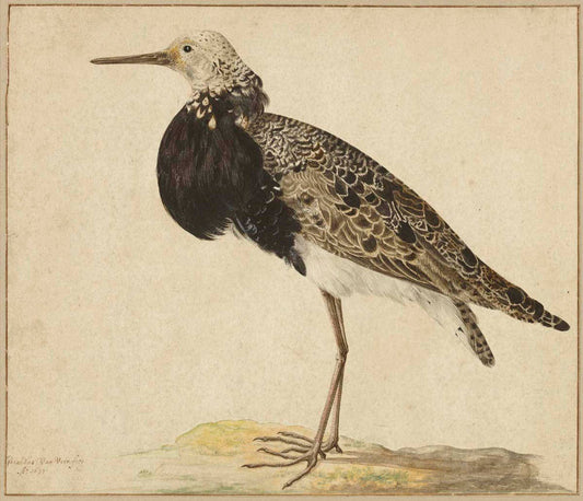Standing Ruff Gm-00015901