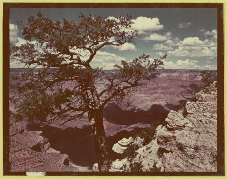 Pinyon Pine