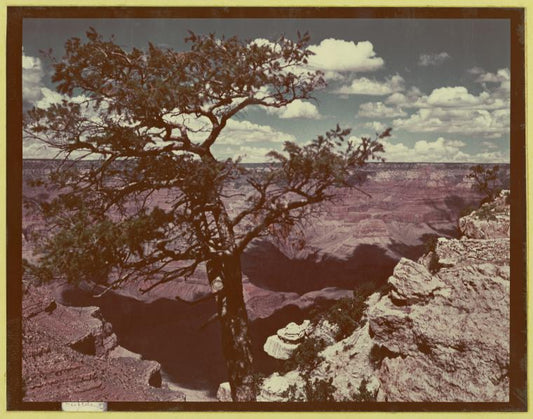 Pinyon Pine