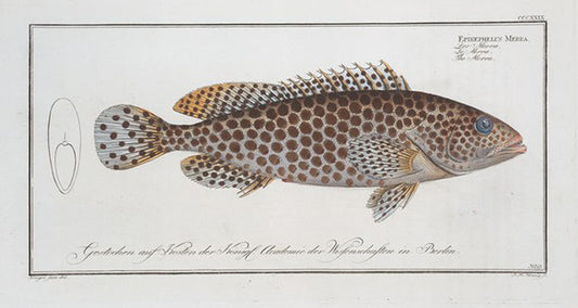 Epinephelus Merra, The Merra.