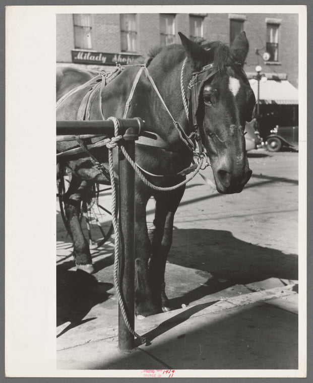 Horse tied in town, Bradford, Vermont