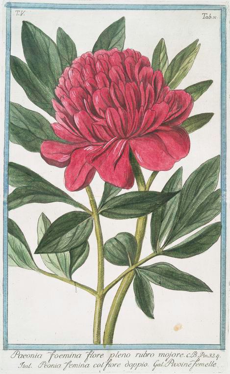 Paoenia foemina flore pleno rubro mojore = Peonia femina col. Fiore dopio = Pivoine femelle. [Peony]