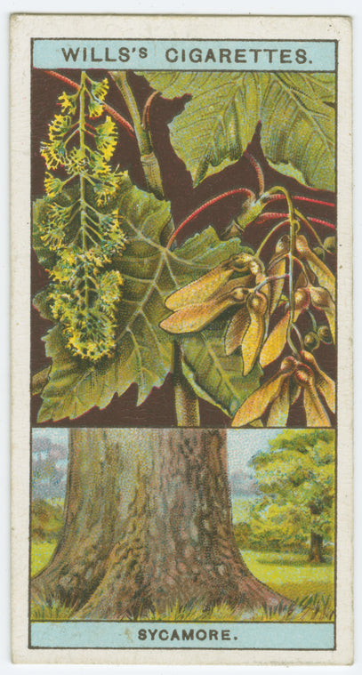 Sycamore, or great maple (Acer pseudo-platanus).